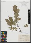 Foto von Salix hastata L.